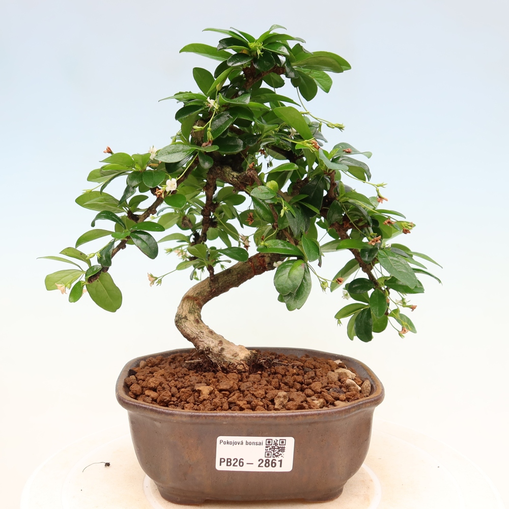 Room bonsai - Carmona macrophylla - Tea fuki