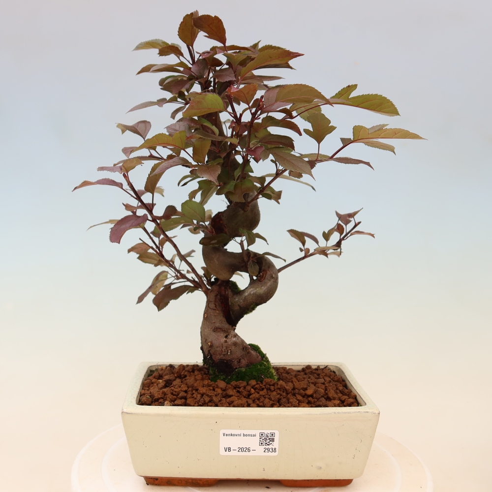 Outdoor bonsai -Malus domestica - Small-fruited red-leaved apple tree