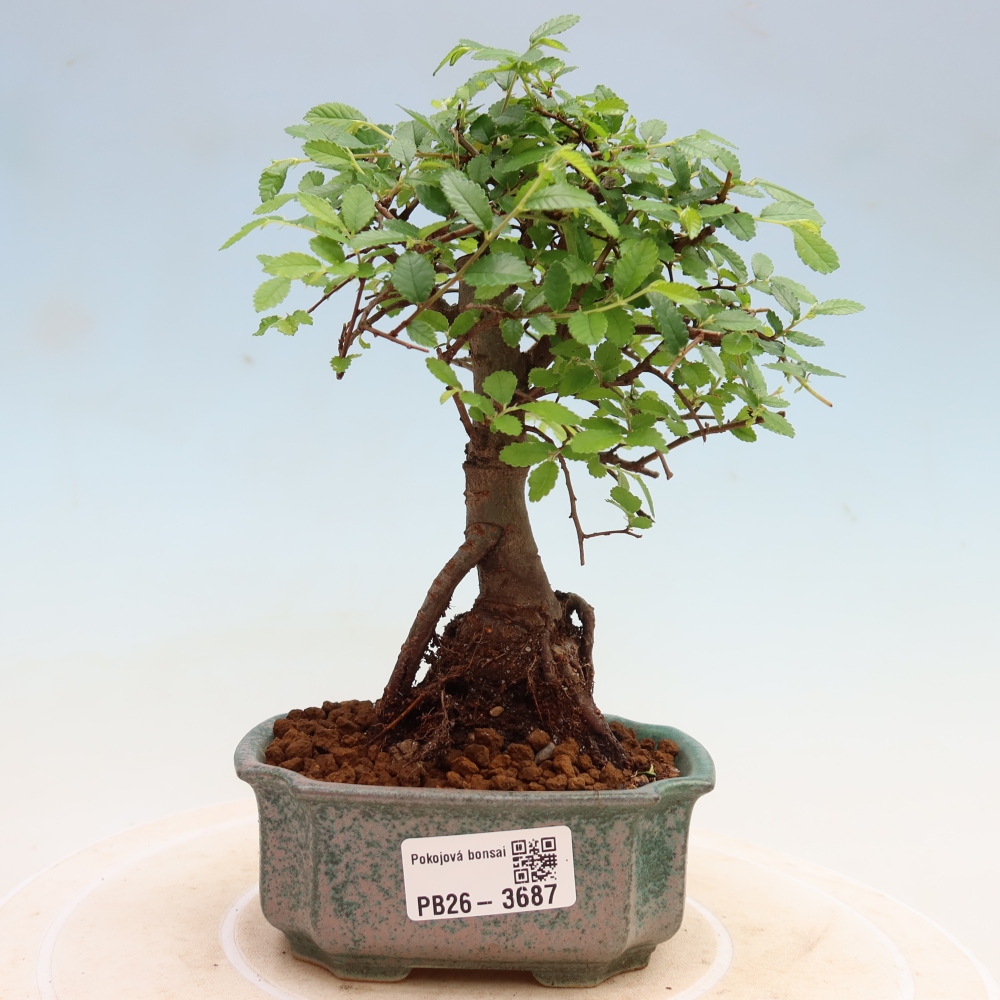 Room bonsai - Ulmus parvifolia - Small-leaved elm