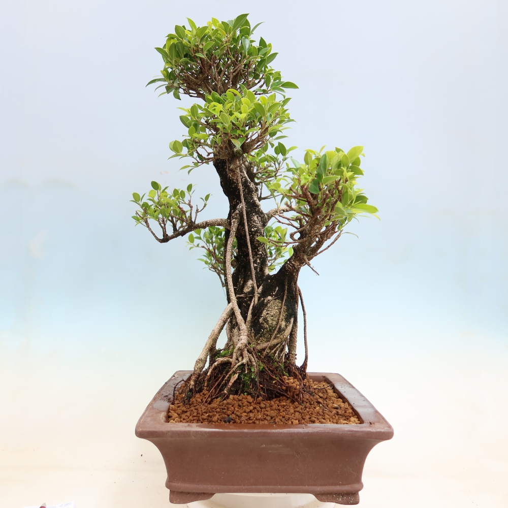 Room bonsai - Ficus kimmen - small-leaved ficus