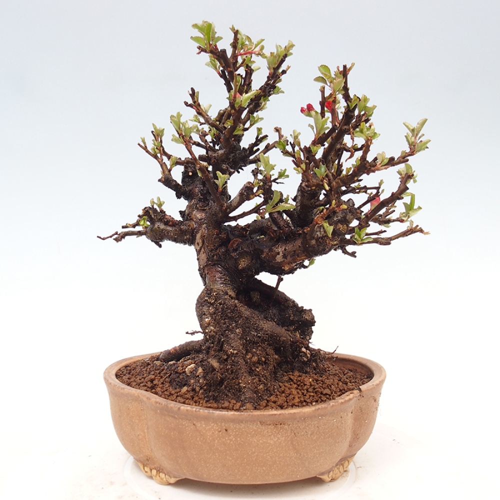 Outdoor bonsai - Chaneomeles speciosa - Quince
