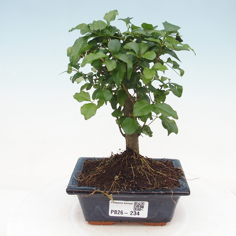 Room bonsai -Ligustrum chinensis - Birds Beak