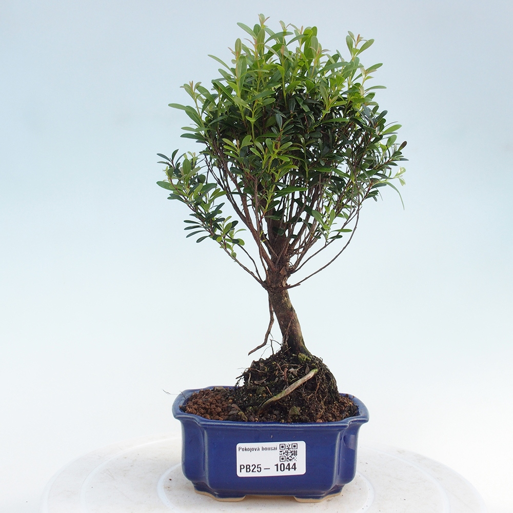 Room bonsai - Syzygium - Pimentovník
