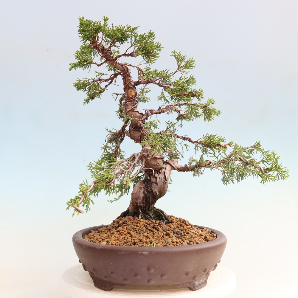 Outdoor Bonsai - Juniperus chinensis Itoigawa - Chinese Juniper