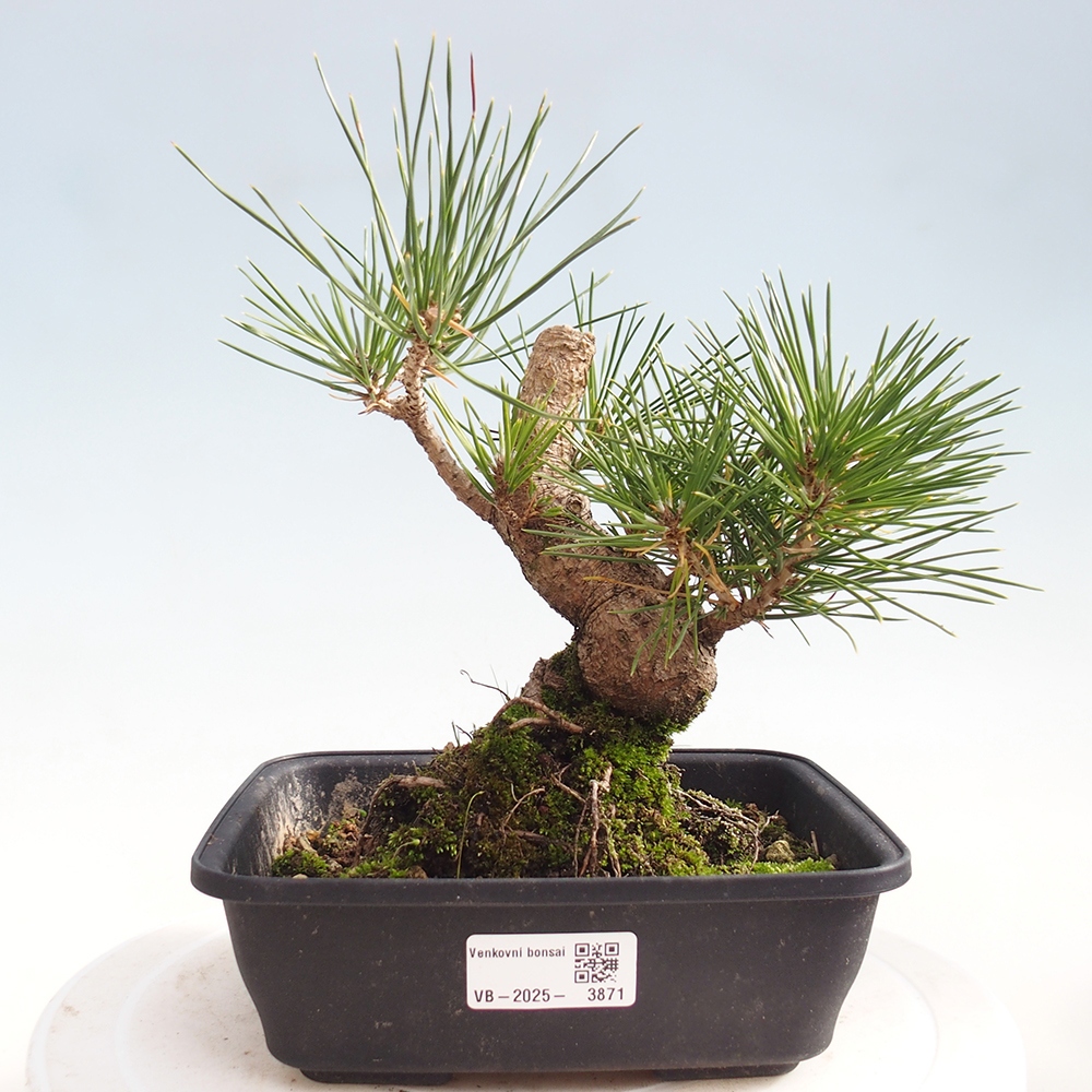 Outdoor bonsai - Pinus thunbergii - Thunberg pine