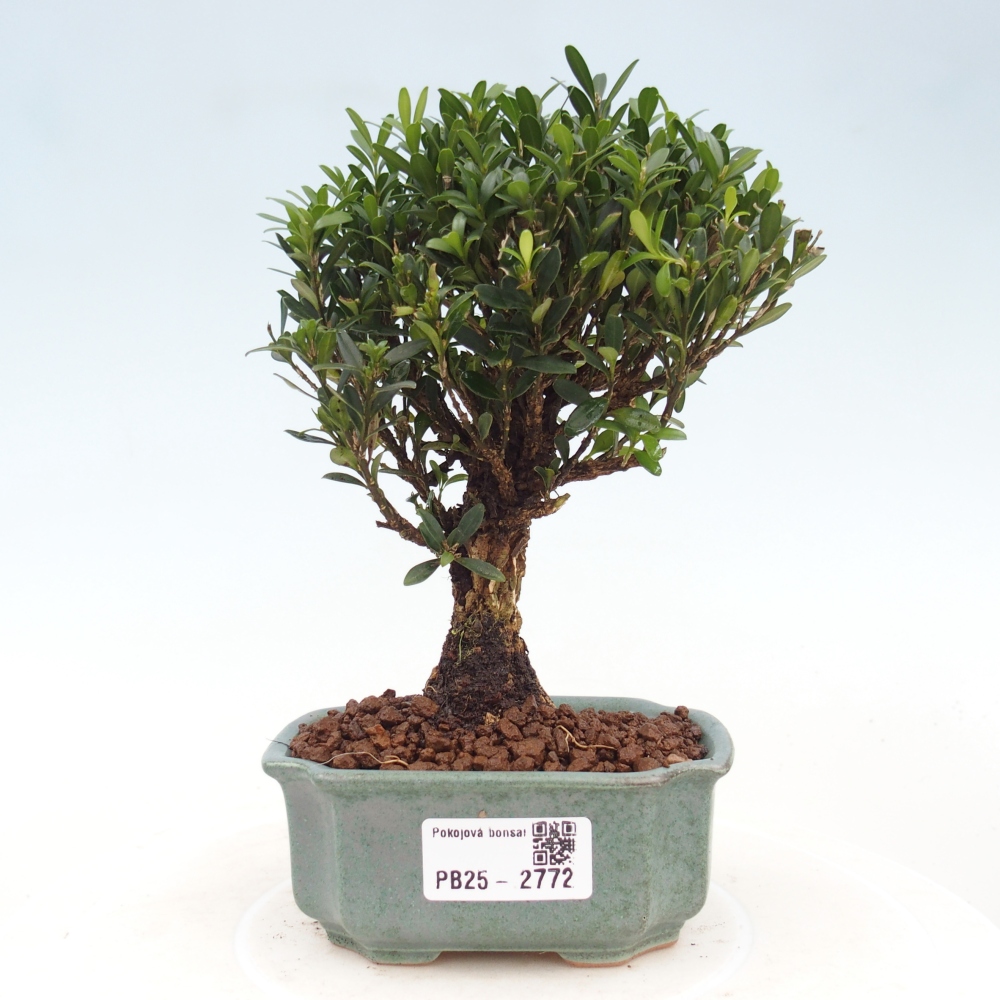 Room Bonsai - Buxus harlandii - Cork boxwood