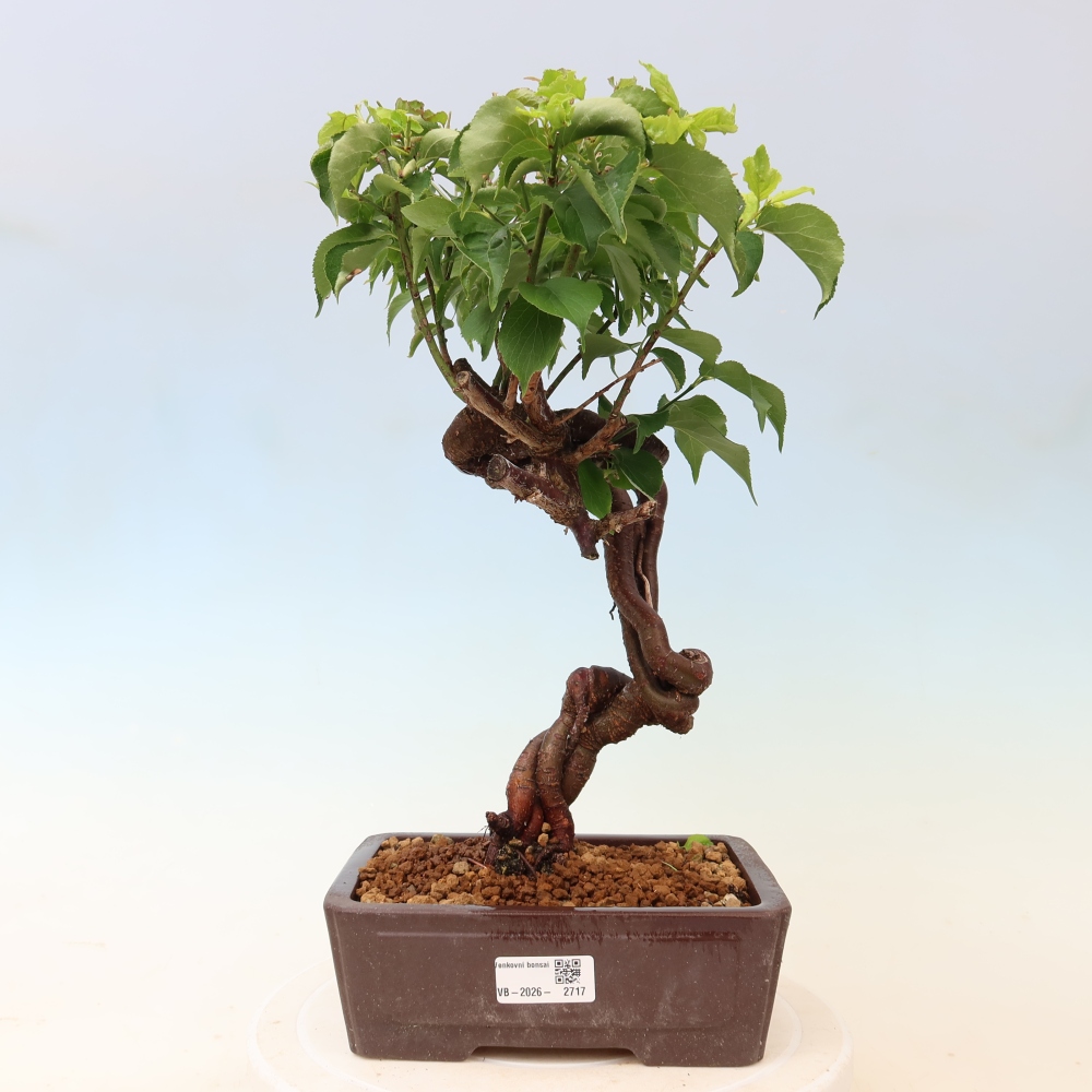 Outdoor Bonsai - Japanese Apricot - Prunus mume