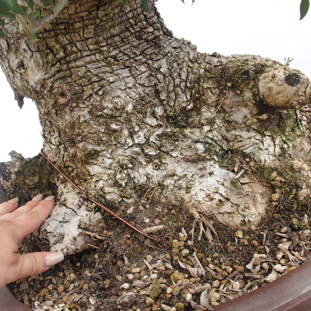 Indoor bonsai - Olea europaea sylvestris - European small-leaved olive oil