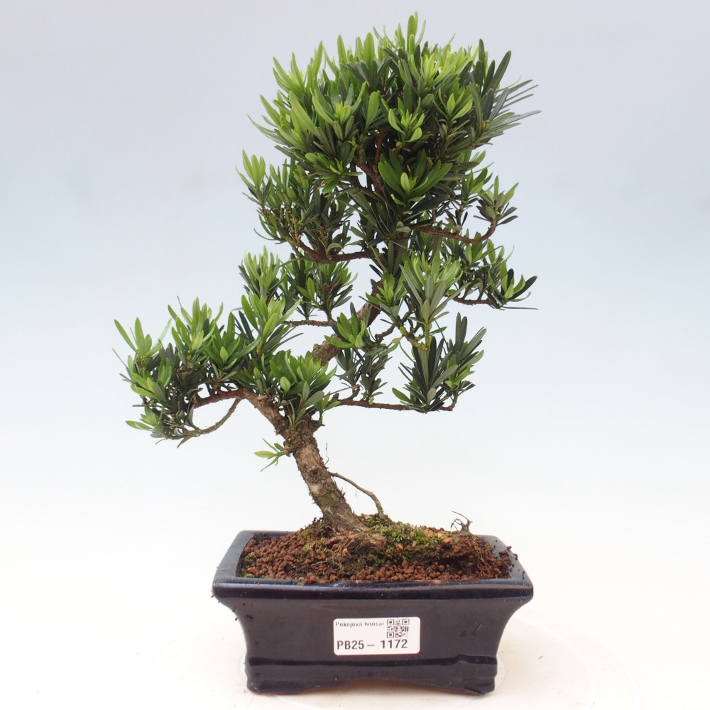 Indoor bonsai - Podocarpus - Stone thous