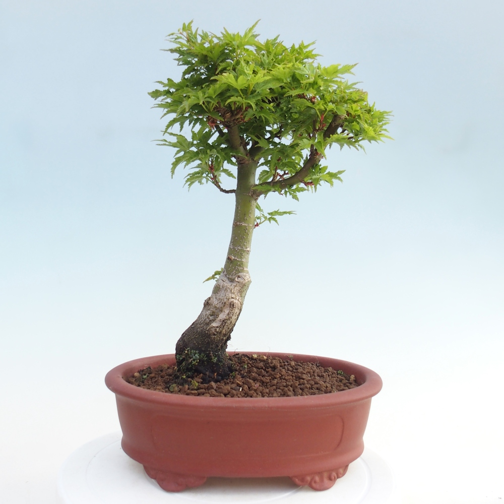 Outdoor bonsai -Javor palm Acer palmatum Shishigashira
