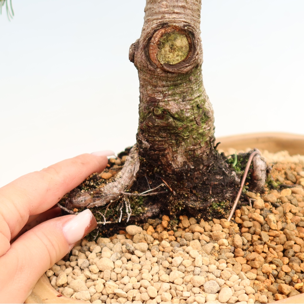 Outdoor Bonsai - Pinus mugo Humpy  - Mountain Pine