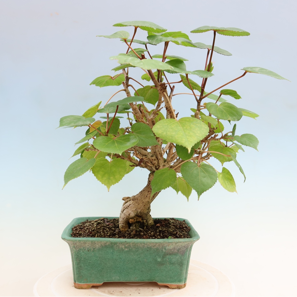 Indoor bonsai - Hibiscus tiliaceus - Sea Hibiscus