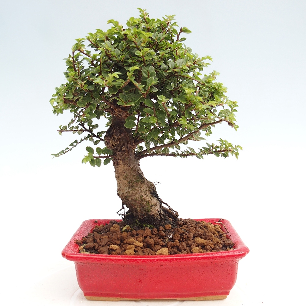 Outdoor bonsai - Ulmus parvifolia Hokkaido - Chinese elm