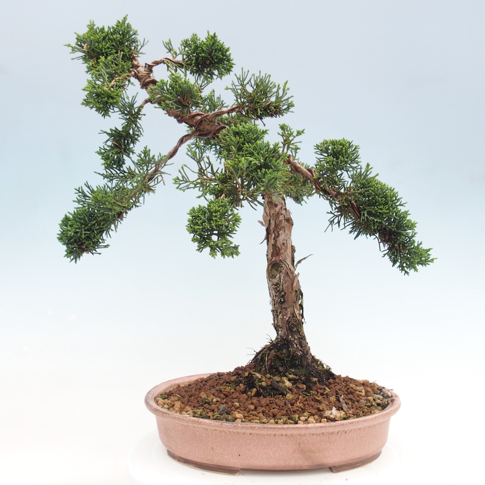 Outdoor bonsai - Juniperus chinensis Kishu - Chinese juniper