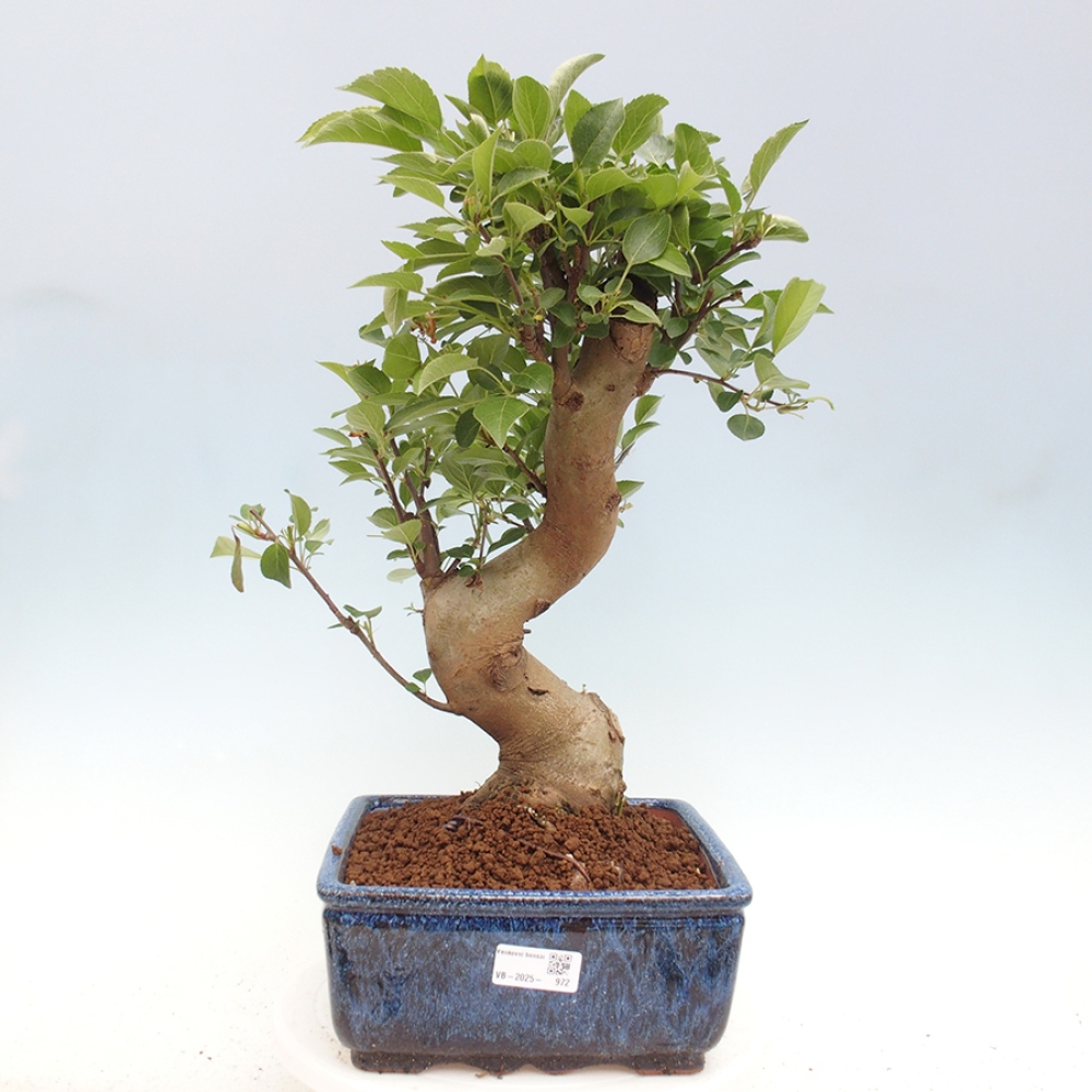Outdoor bonsai - Malus halliana - Small-fruited apple tree