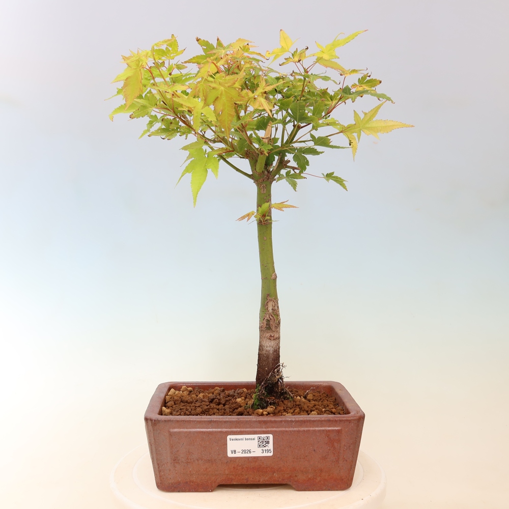Acer palmatum Aureum - Golden Maple