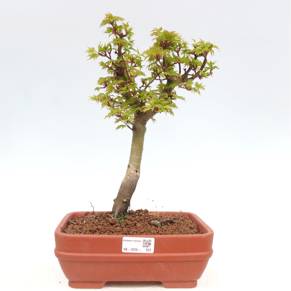 Outdoor bonsai -Javor palm Acer palmatum Shishigashira