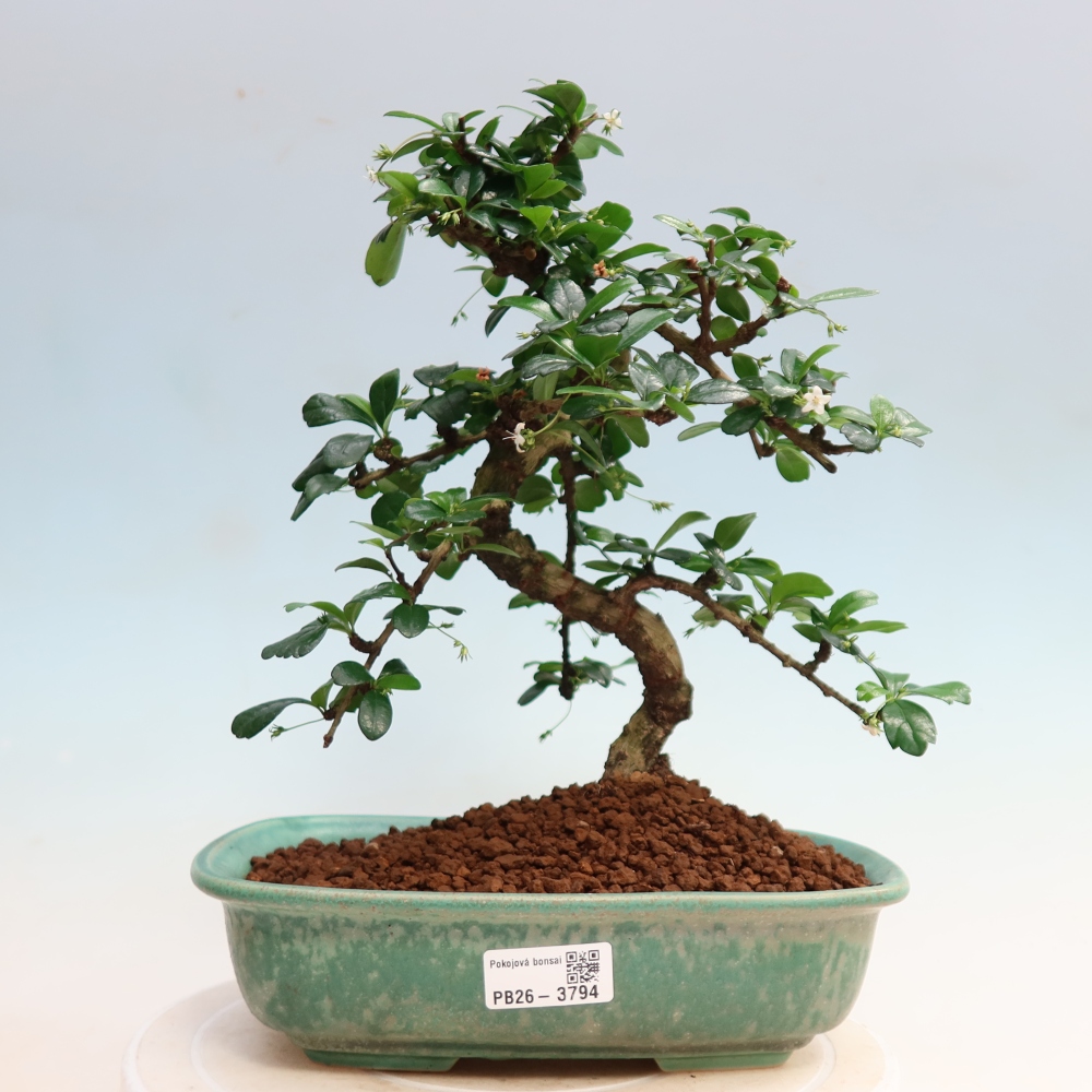 Room bonsai - Carmona macrophylla - Tea fuki
