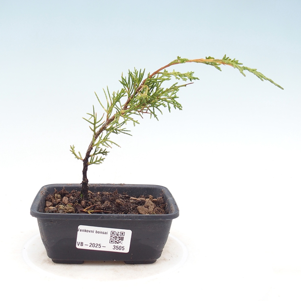 Outdoor bonsai - Juniperus chinensis Itoigawa