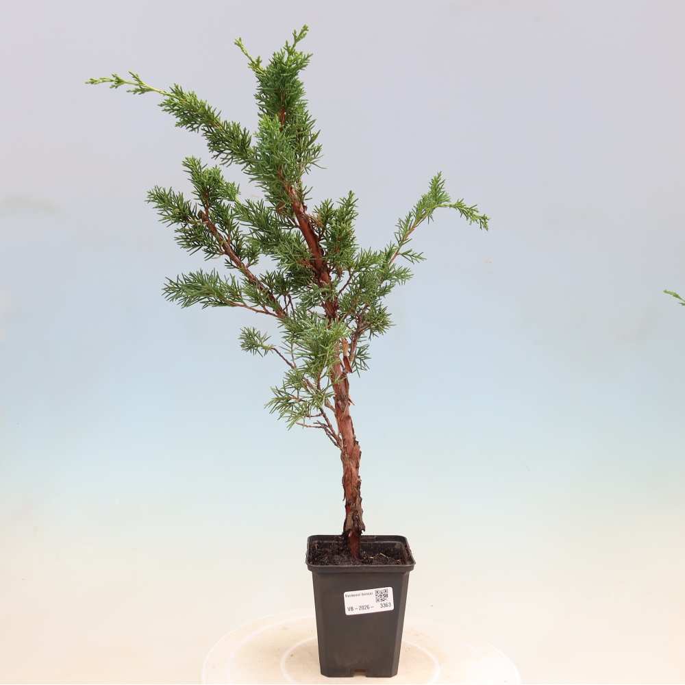 Outdoor bonsai - Juniperus chinensis Kishu