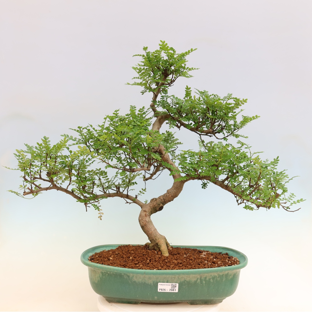 Room bonsai - Zantoxylum piperitum - pepper tree