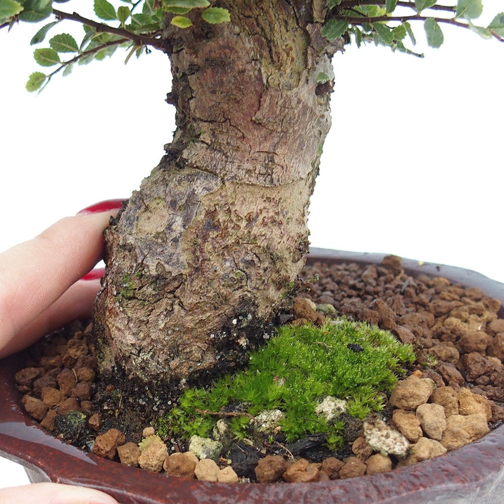 Outdoor bonsai - Ulmus parvifolia Hokkaido - Chinese elm