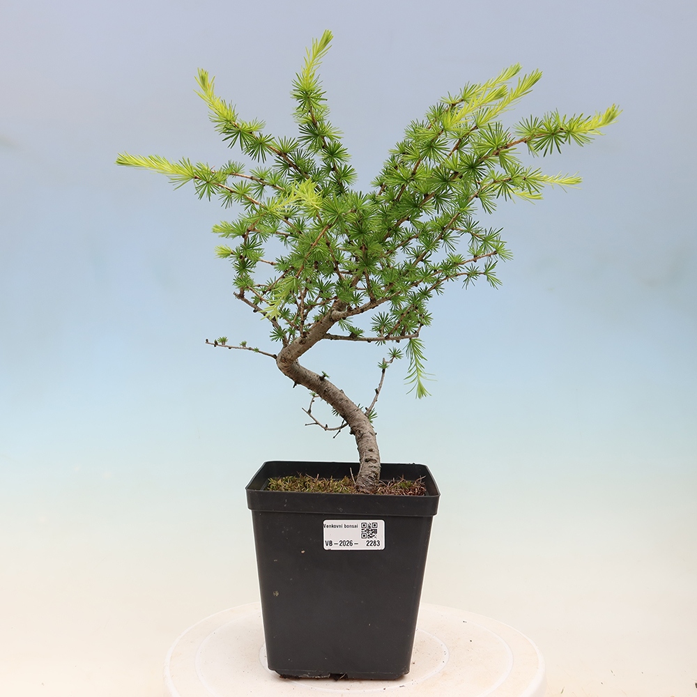 Outdoor bonsai -Larix decidua - Larch