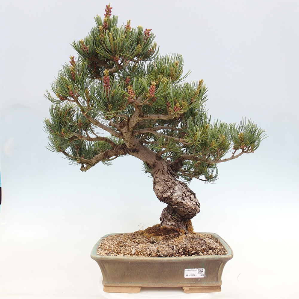 Outdoor bonsai - Pinus parviflora - Pinus parviflora