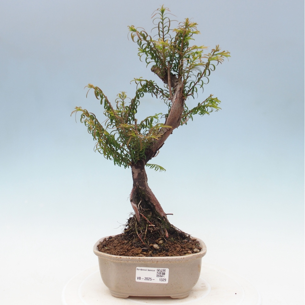 Outdoor bonsai - Metasequoia glyptostroboides - Chinese Metasequoia