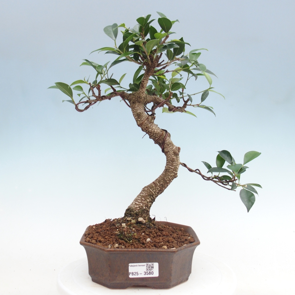 Room bonsai - Ficus retusa - small-leaved ficus