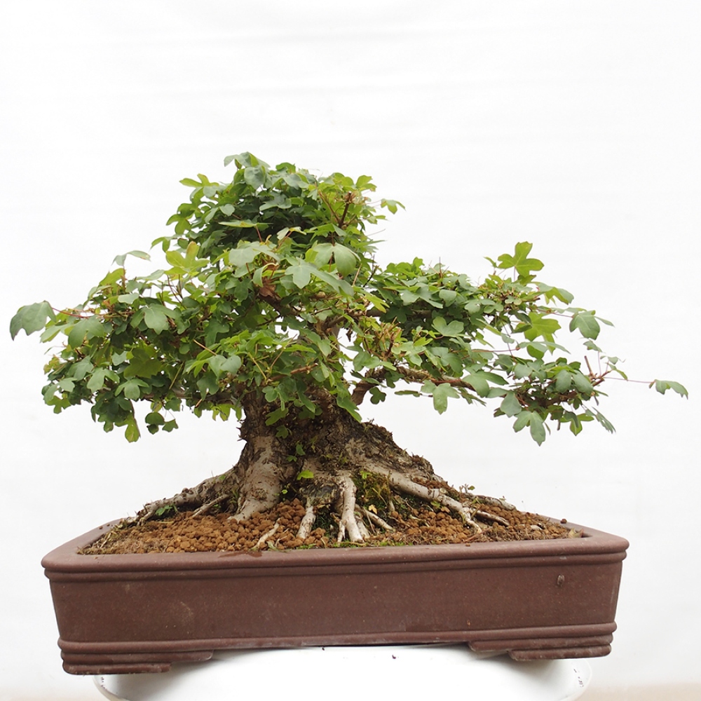 Outdoor bonsai - French Maple - Acer Nonspessulanum
