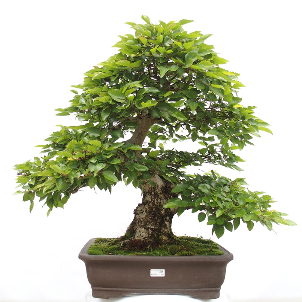 Outdoor bonsai -Carpinus CARPINOIDES - Korean hornbeam