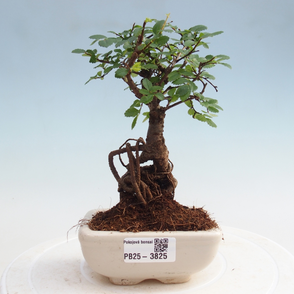 Indoor bonsai - Ulmus parvifolia - Small leaf elm
