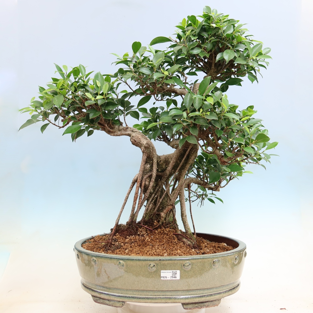 Room bonsai - Ficus kimmen - small-leaved ficus