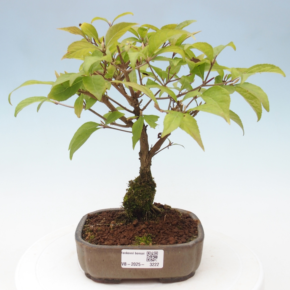 Outdoor bonsai - callicarpa jap Leucocarpa