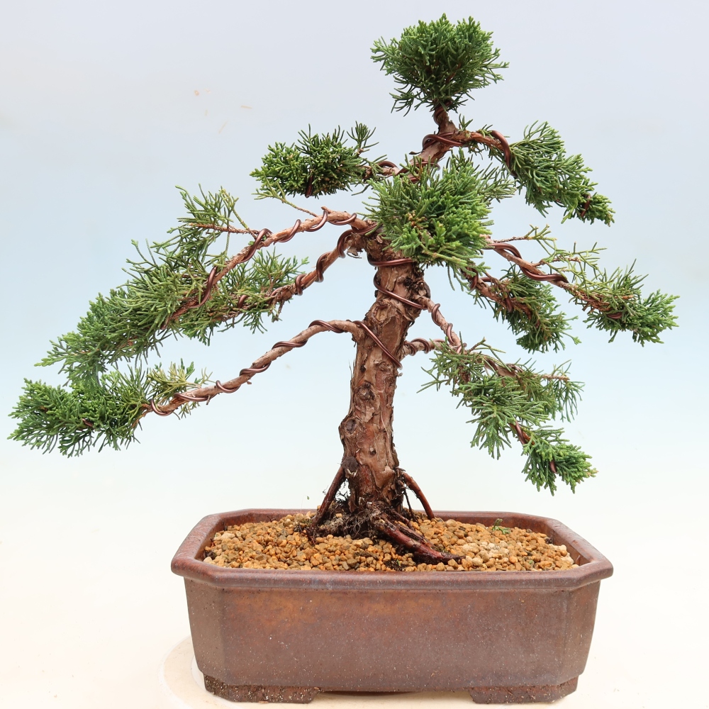 Outdoor bonsai - Juniperus chinensis Kishu