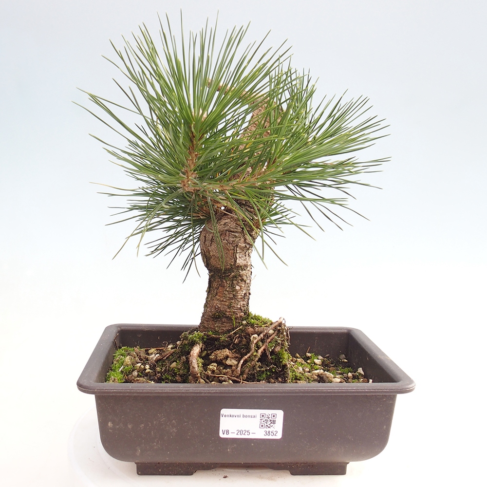 Outdoor bonsai - Pinus thunbergii - Thunberg pine
