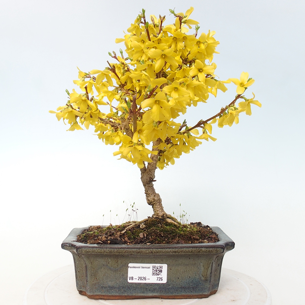 Outdoor bonsai - Forsythia - Forsythia intermedia 
