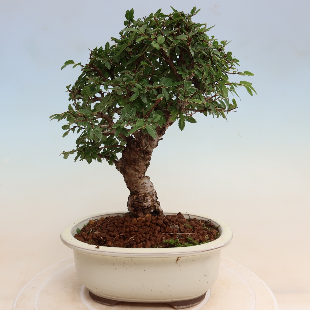 Outdoor bonsai - Zelkova - Zelkova NIRE