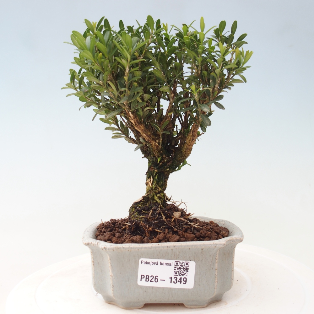 Room bonsai - Buxus harlandii - cork buxus