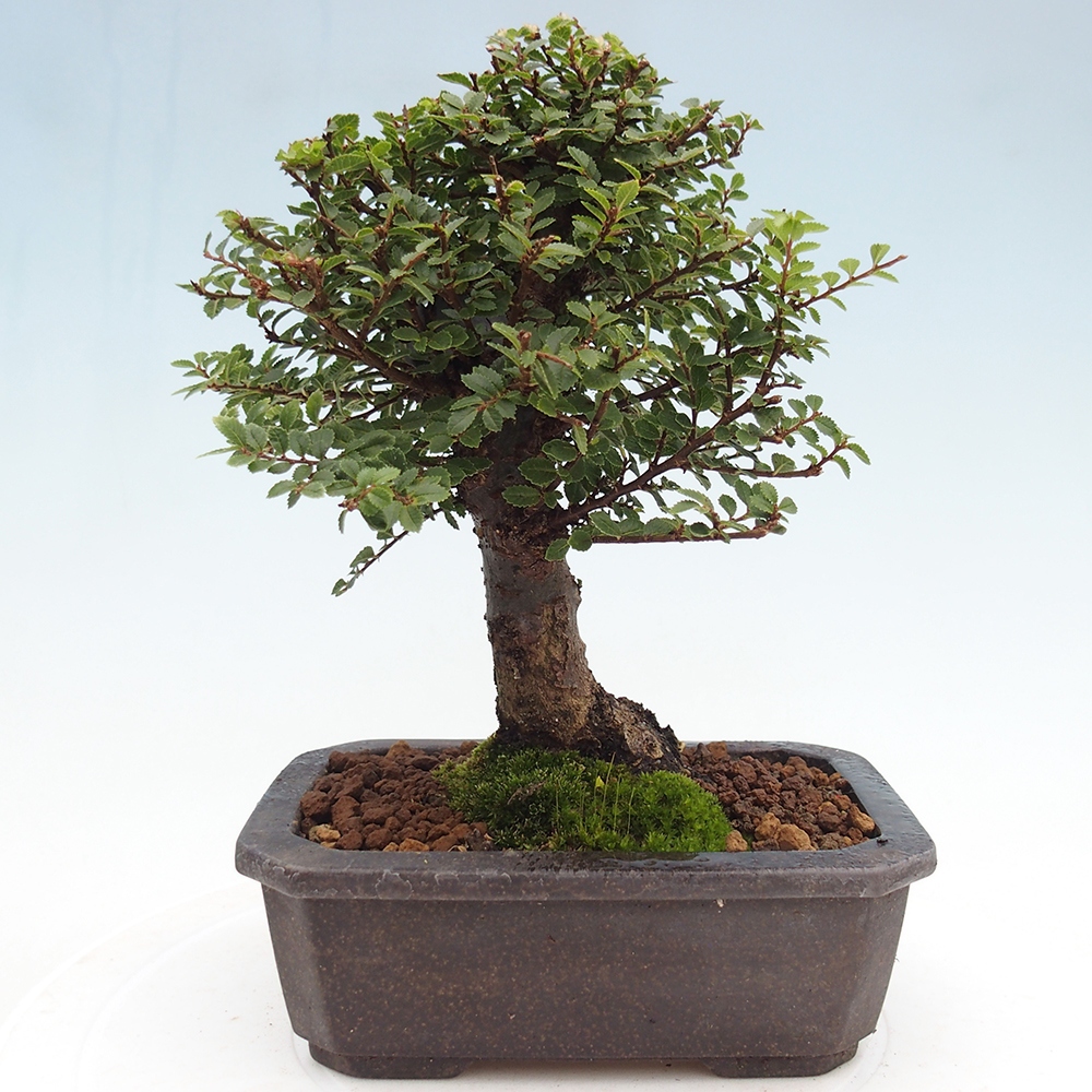 Outdoor bonsai - Ulmus parvifolia Hokkaido - Chinese elm