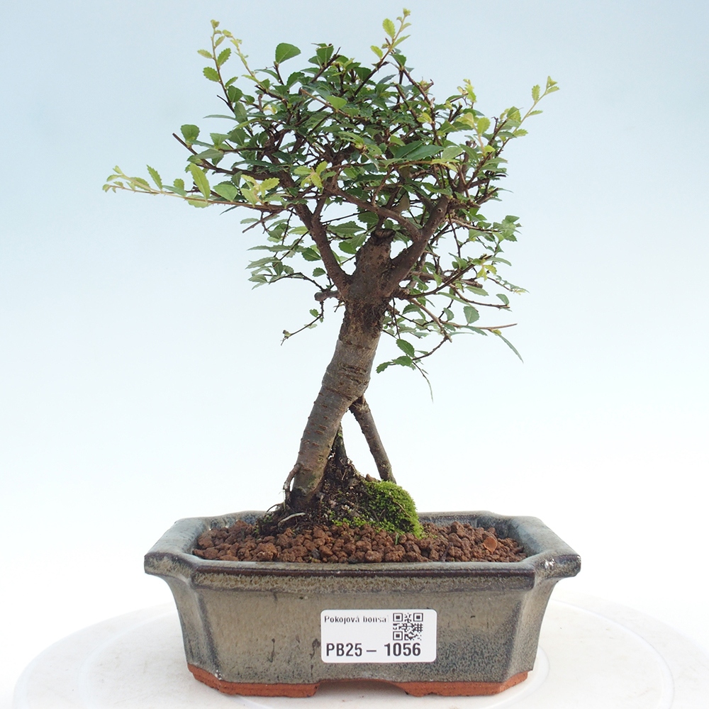 Indoor bonsai - Ulmus parvifolia - Small-leaved elm