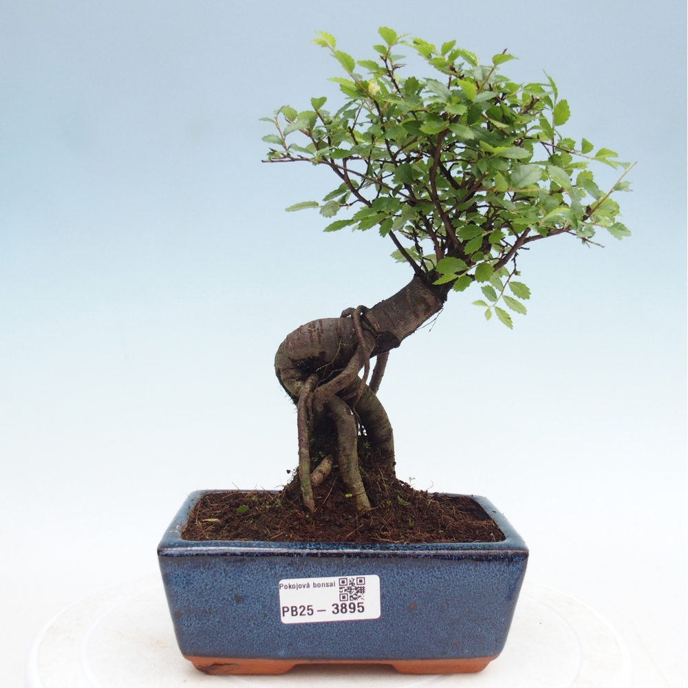 Room bonsai - Ulmus parvifolia - Small-leaved elm