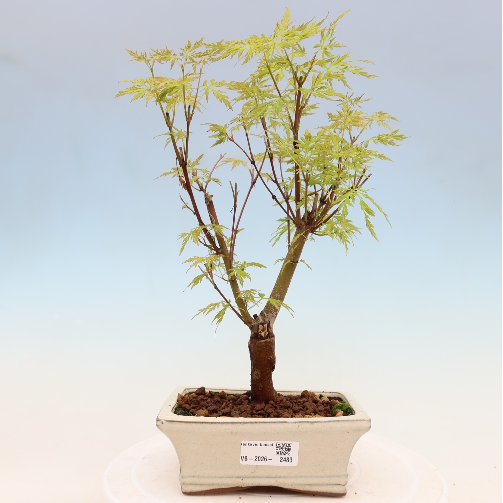 Outdoor Bonsai - Acer palmatum Dissectum - Japanese Maple 