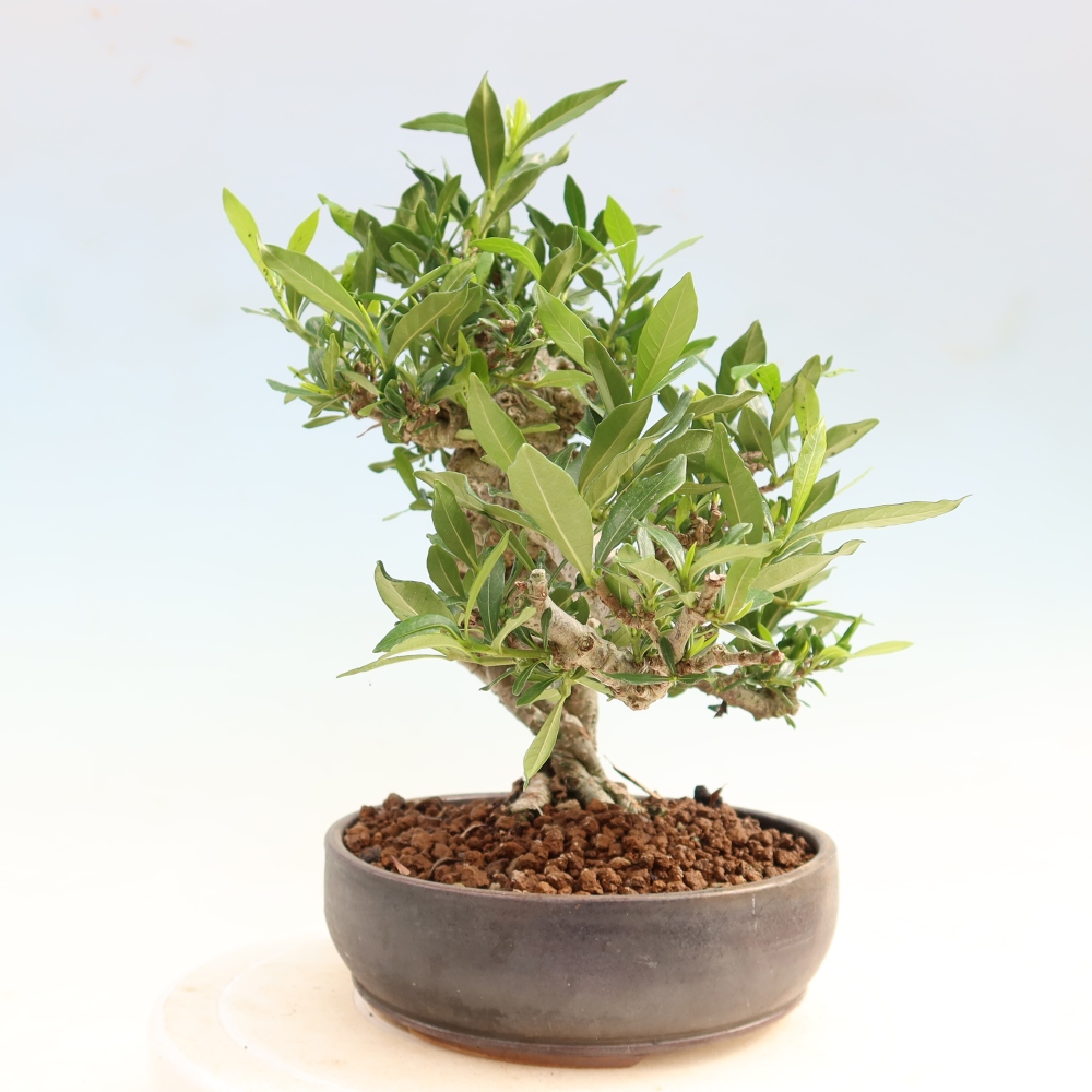 Indoor Bonsai - Gardenia jasminoides - Gardenia