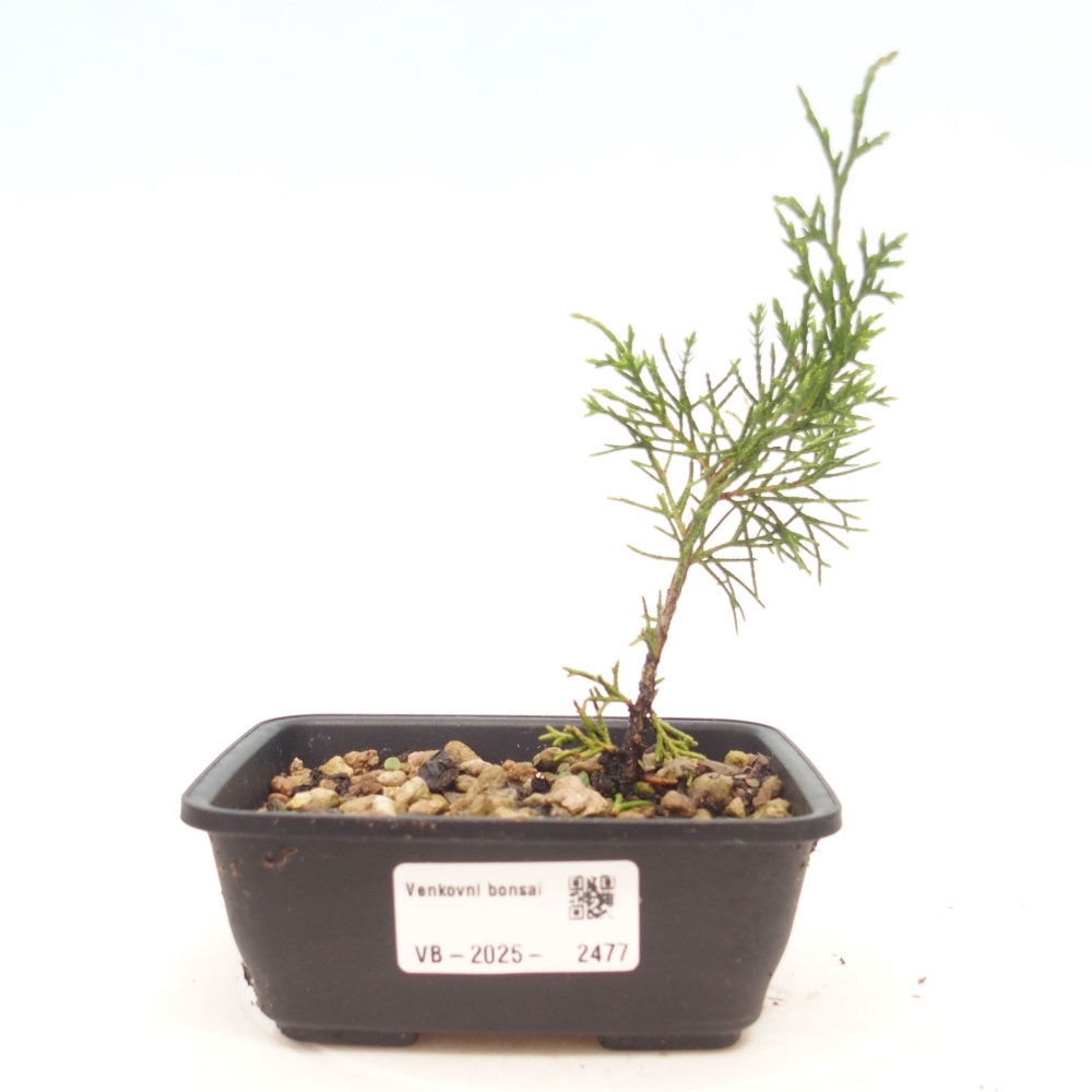Outdoor bonsai - Juniperus chinensis Itoigawa - Chinese juniper