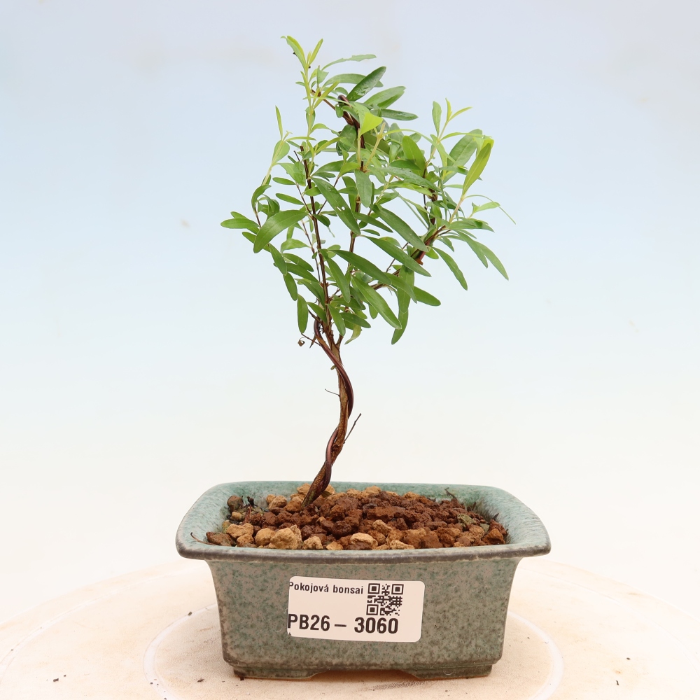 Room bonsai-PUNICA granatum nana-Granate apple