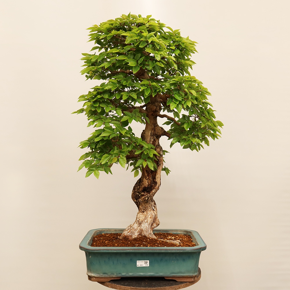 Outdoor bonsai - Carpinus Coreana - Korean hornbeam