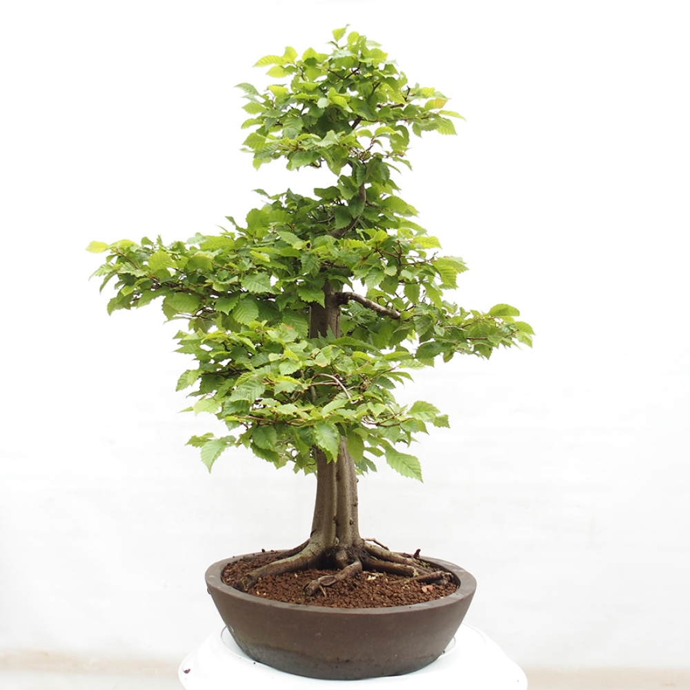 Outdoor bonsai - Hornbeam - Carpinus betulus