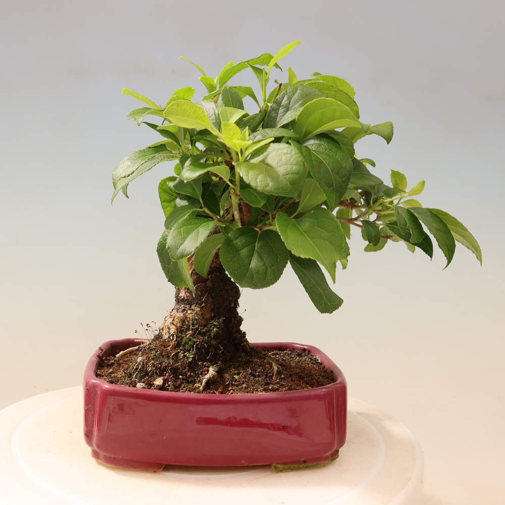 Outdoor bonsai - Celastrus orbiculatus
